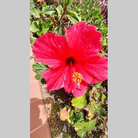 Appartamento Tamarindo 28, Pool Front,free Wifi